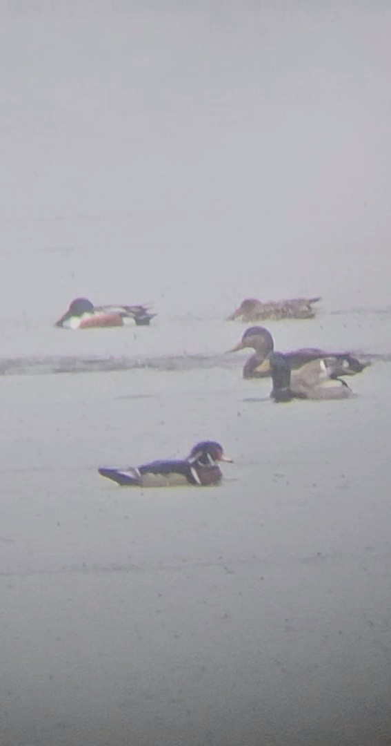 Northern Shoveler - ML616383272