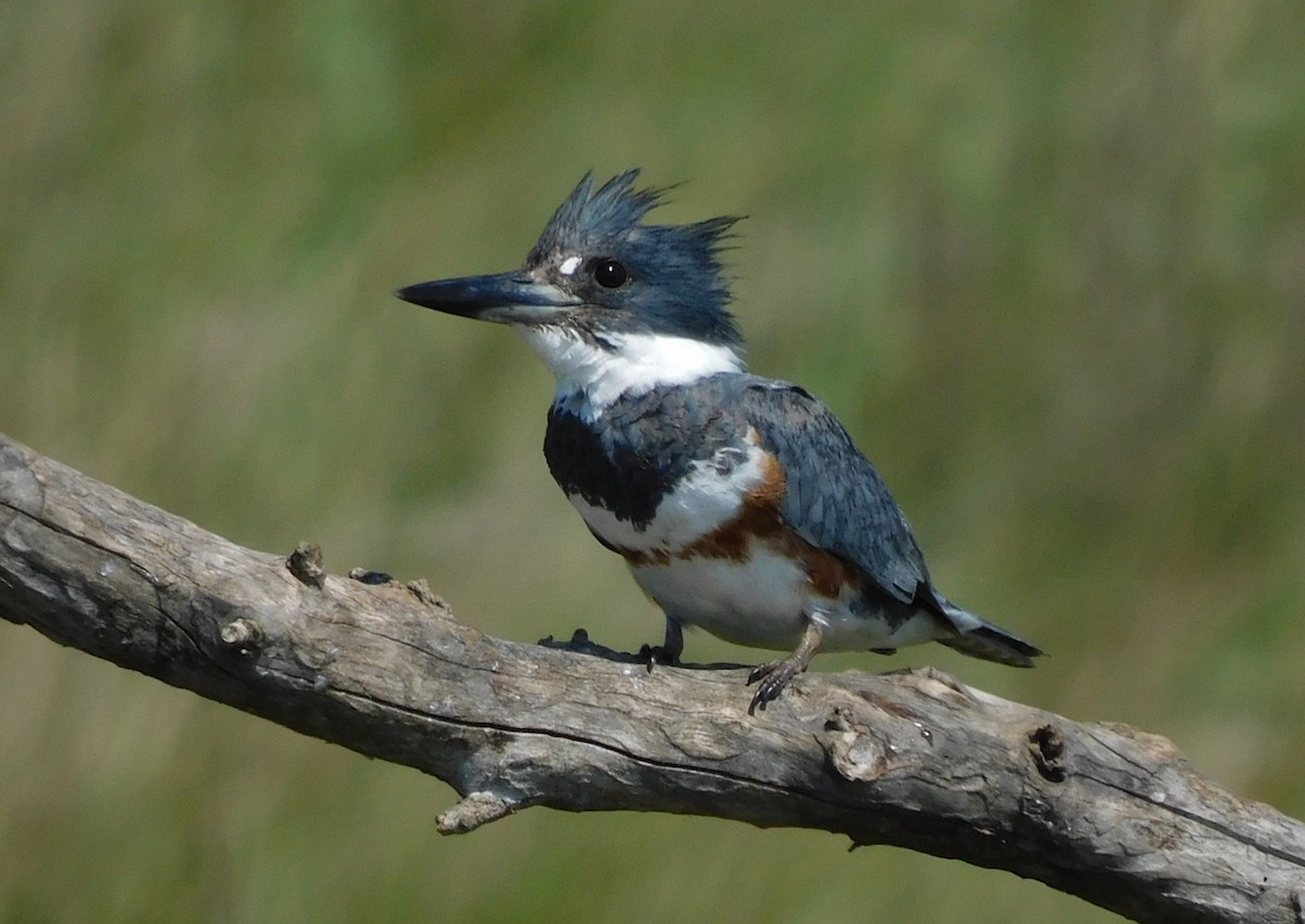 Belted Kingfisher - ML616383298
