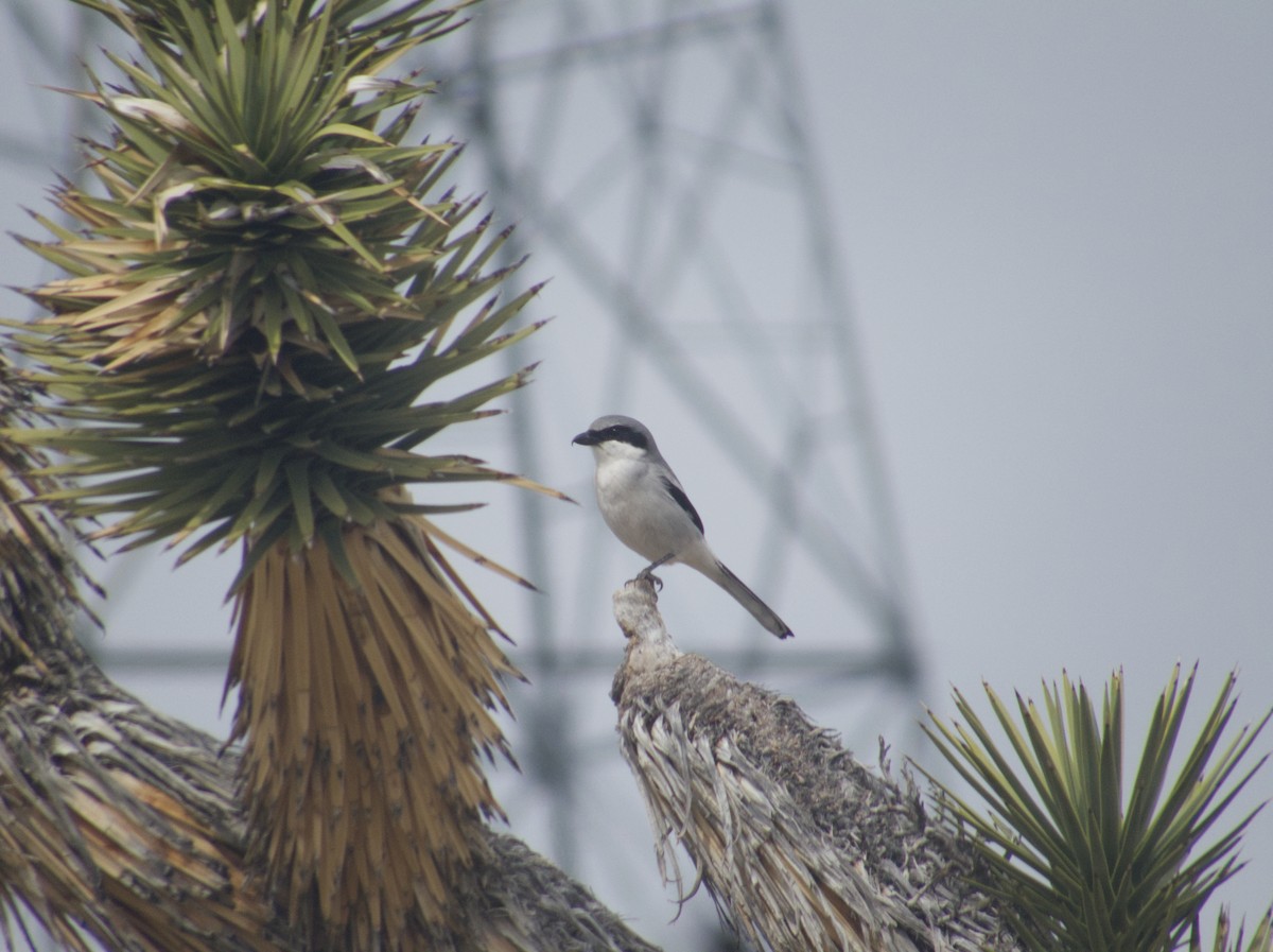 Loggerhead Shrike - ML616383336