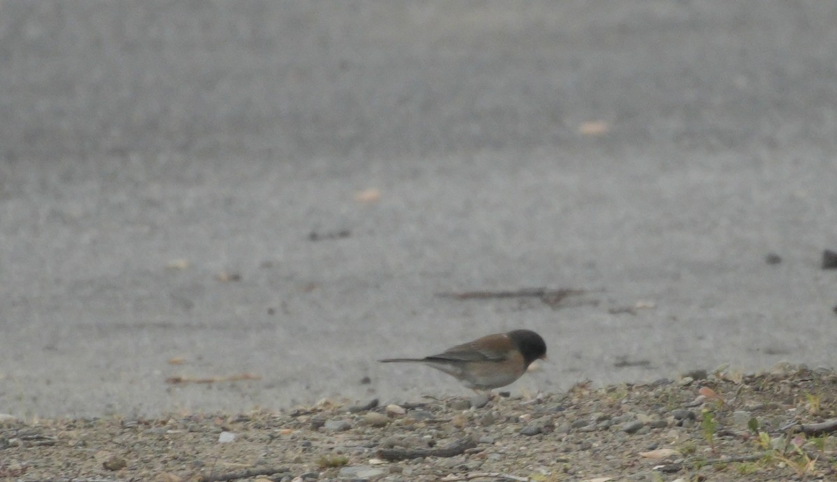 Junco ardoisé - ML616383358