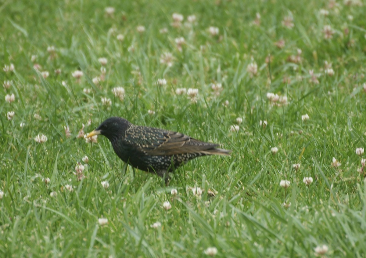 European Starling - ML616383384