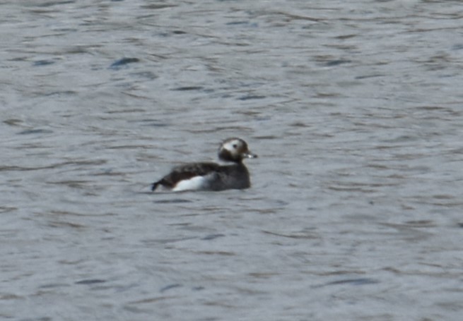 Long-tailed Duck - ML616383386
