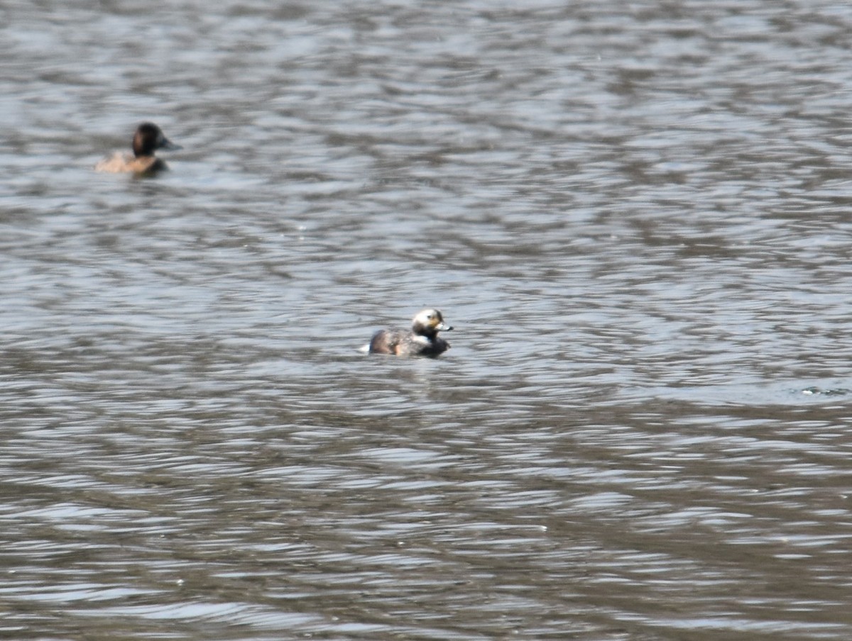 Long-tailed Duck - ML616383387