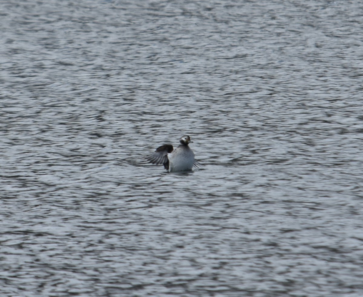 Long-tailed Duck - ML616383388