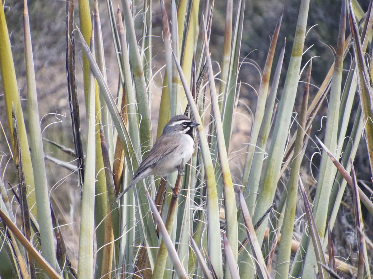 Black-throated Sparrow - ML616383389