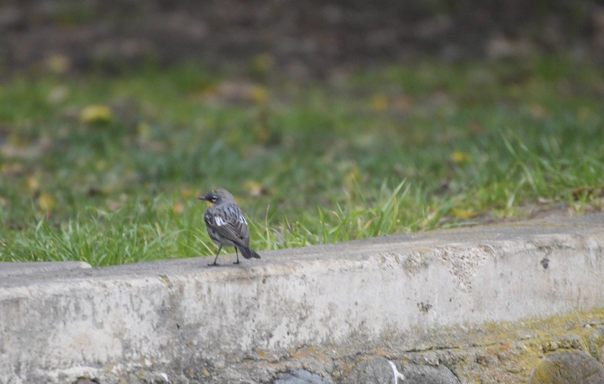 Yellow-rumped Warbler - ML616383421