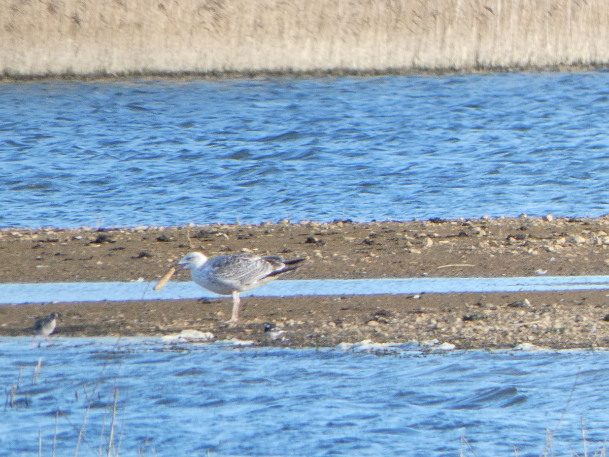 Yellow-legged Gull - Chris Gibbs