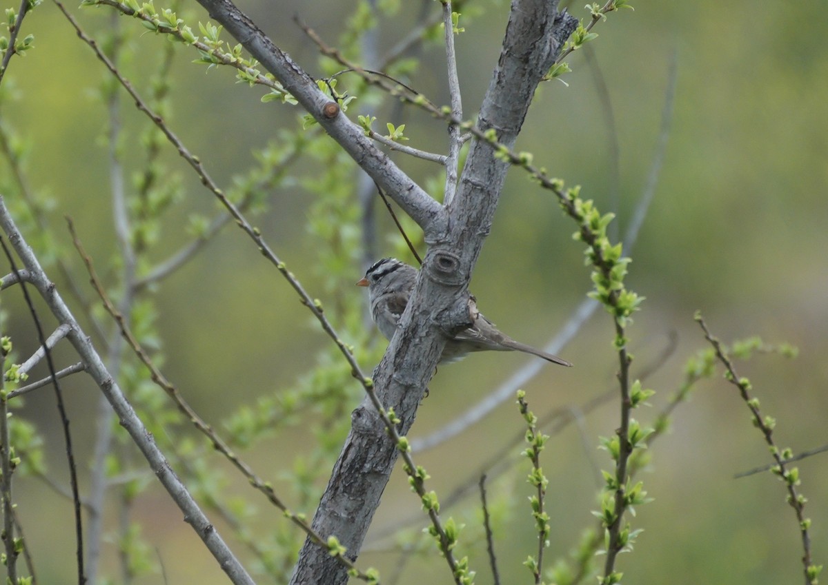 White-crowned Sparrow - ML616383445