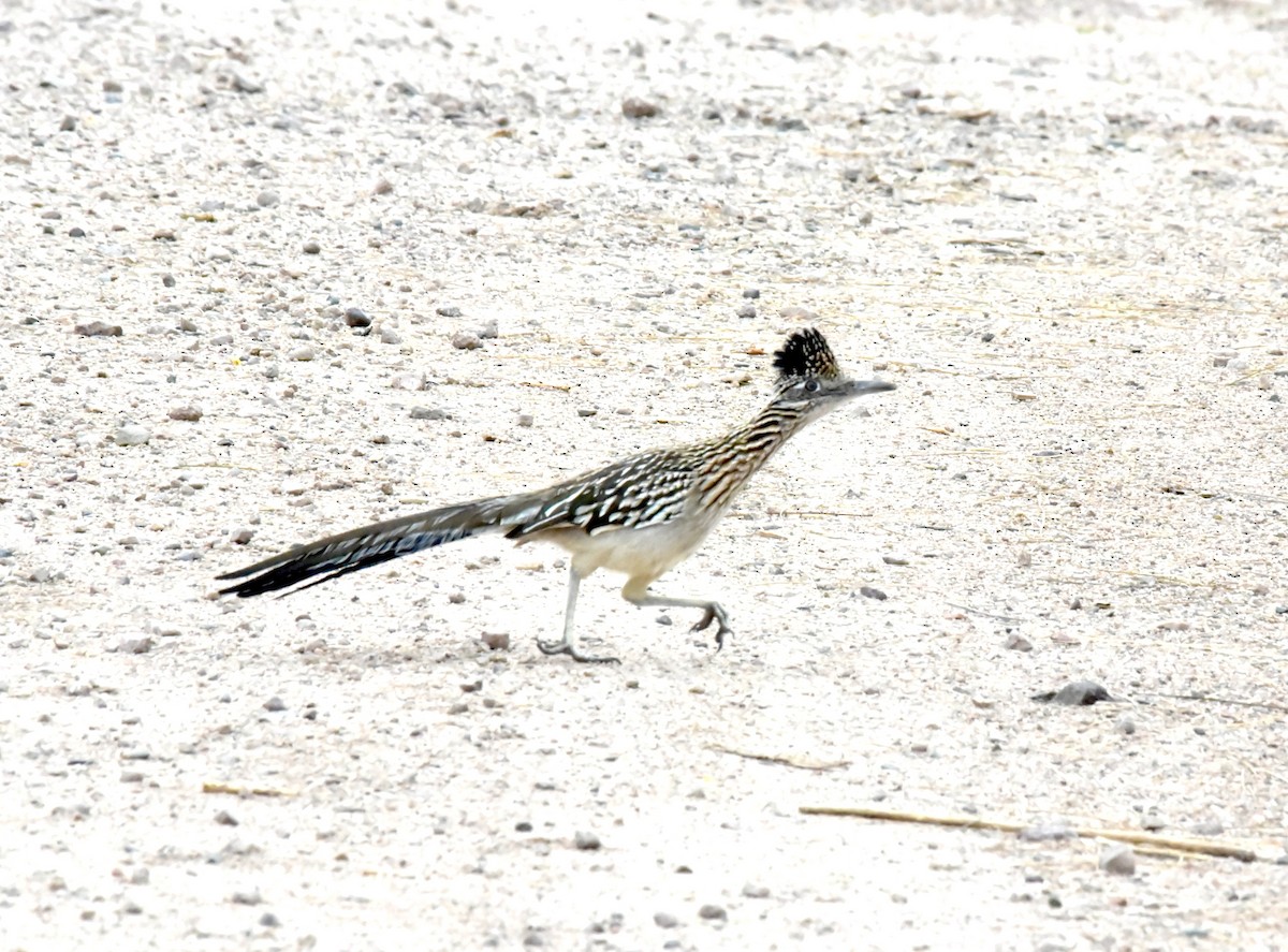 Greater Roadrunner - ML616383451