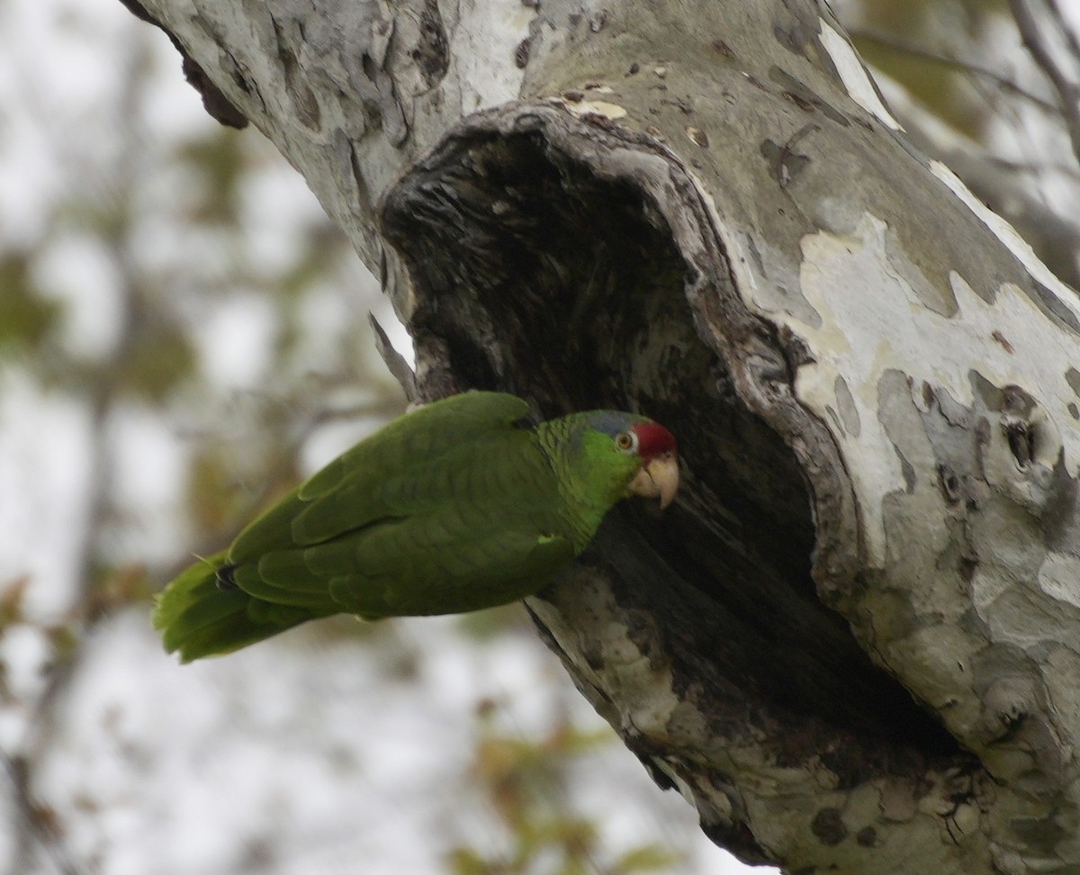 Red-crowned Parrot - ML616383456