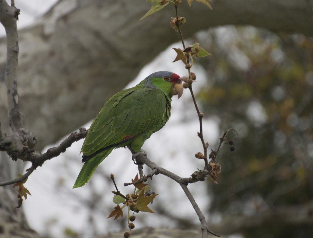 Red-crowned Parrot - ML616383463