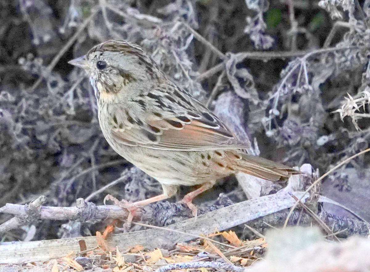 Lincoln's Sparrow - Deanna MacPhail