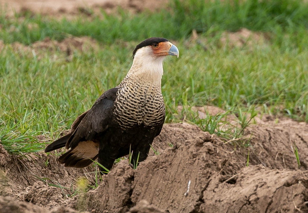 Crested Caracara (Northern) - Larry Schmahl