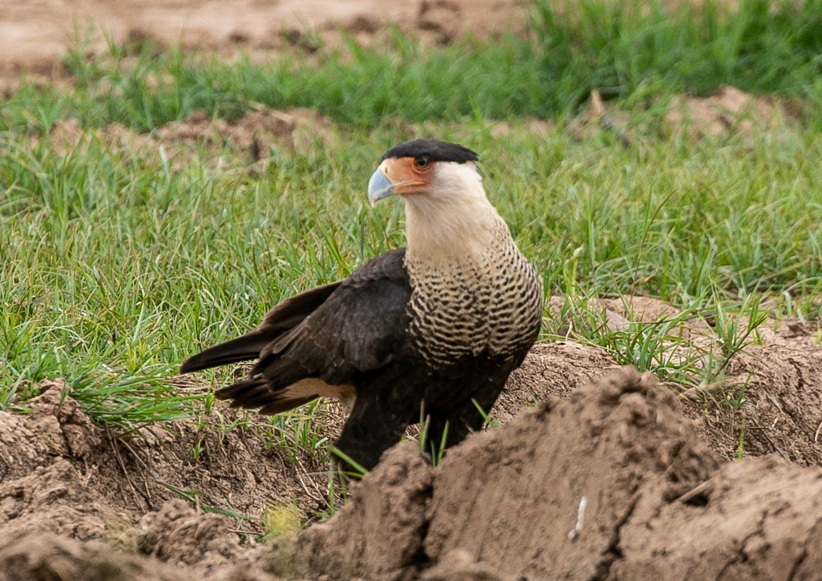 Crested Caracara (Northern) - Larry Schmahl