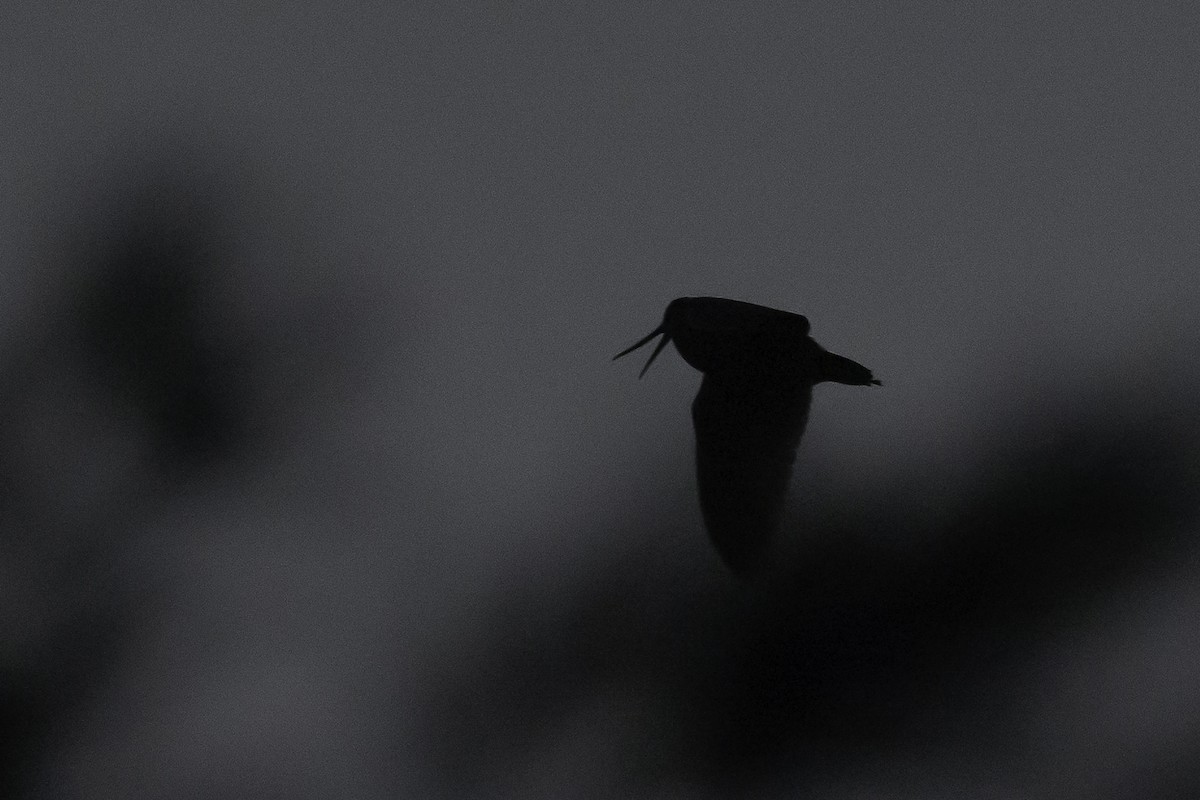 Eurasian Woodcock - Fernando Alonso