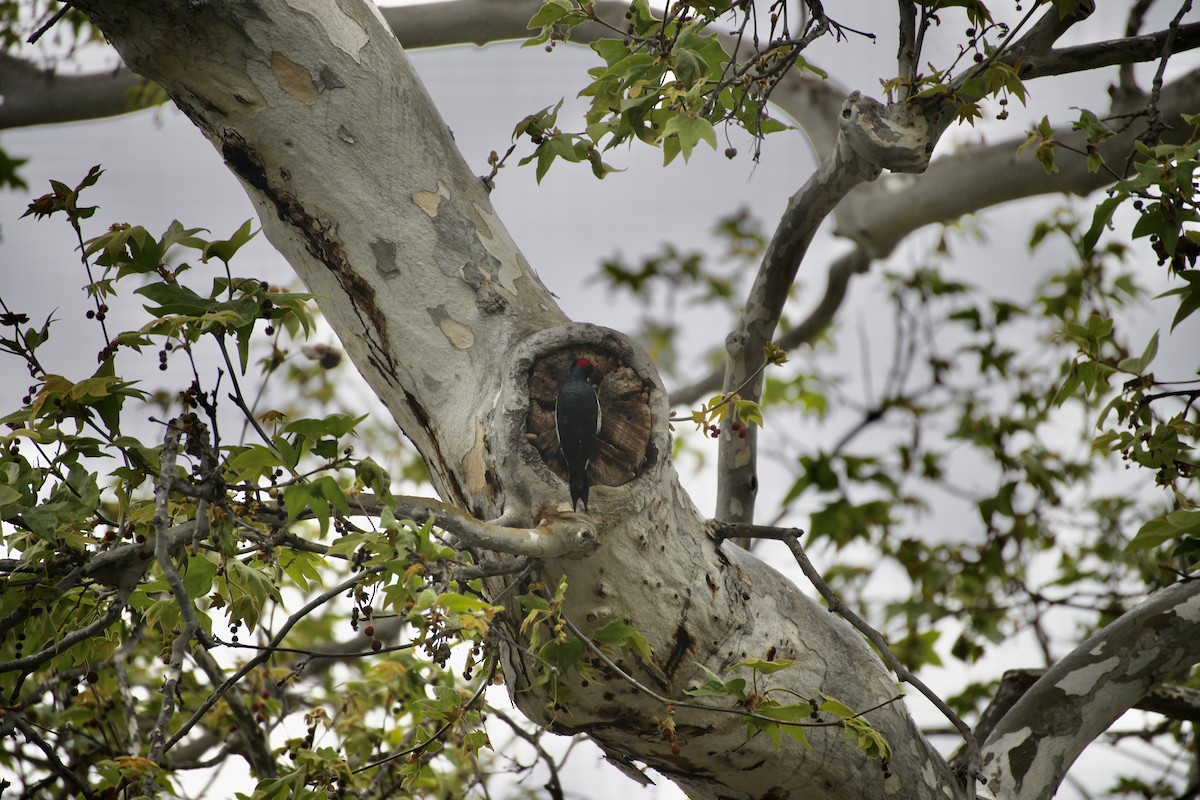 Acorn Woodpecker - ML616383495