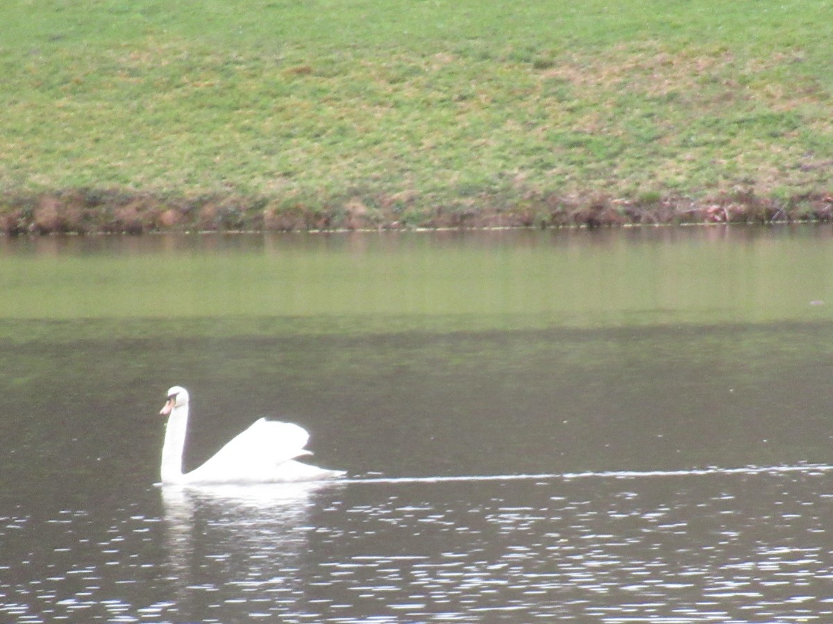 Cygne tuberculé - ML616383496