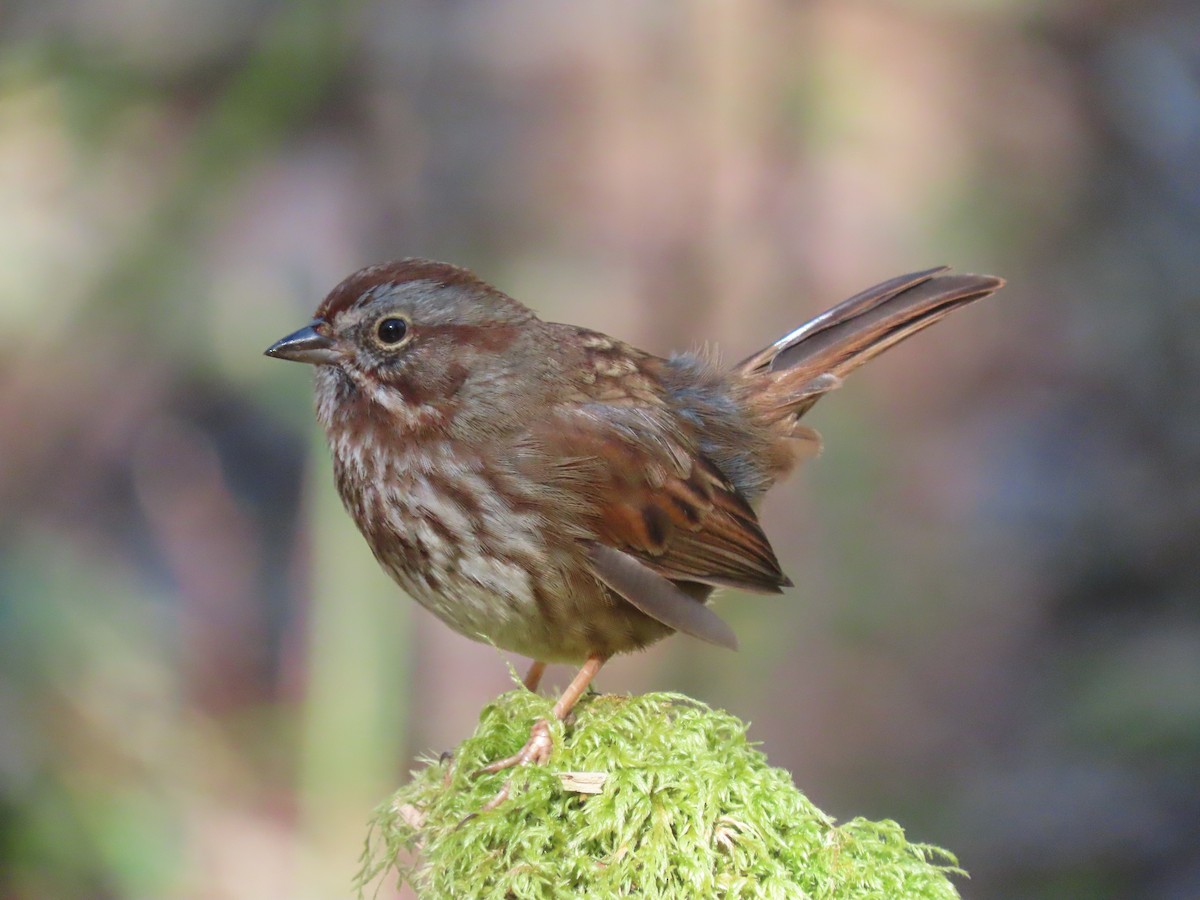 Song Sparrow - ML616383498