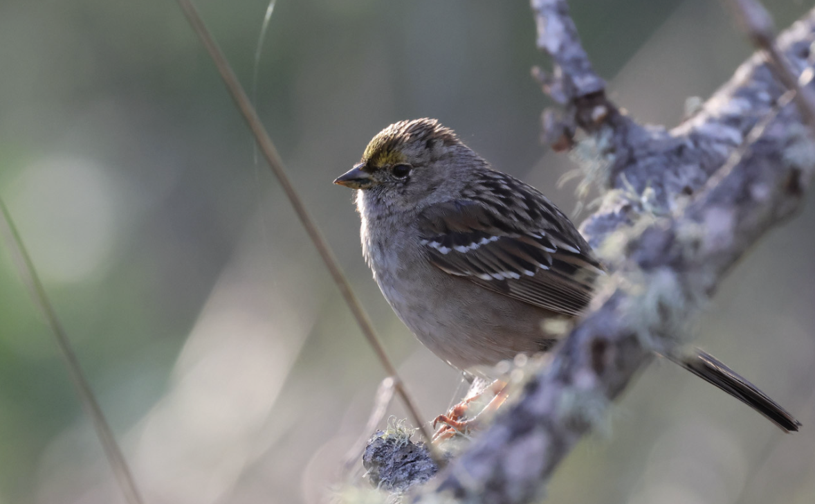 Bruant à couronne dorée - ML616383517