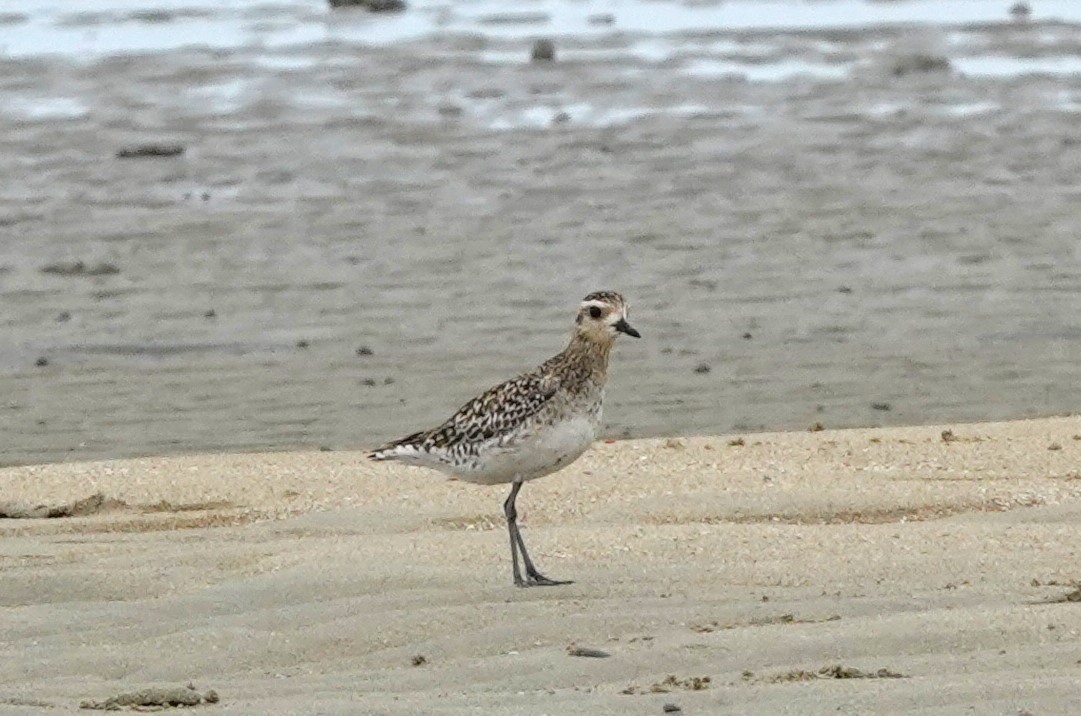 Pacific Golden-Plover - ML616383545