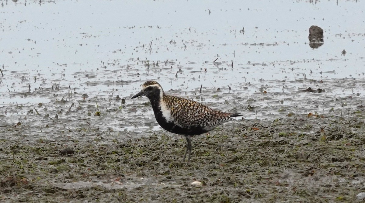 Pacific Golden-Plover - ML616383555