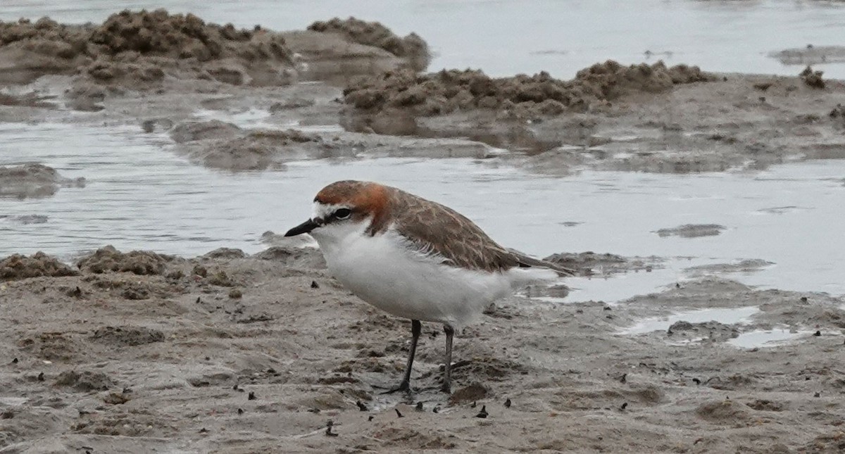 Red-capped Plover - ML616383570