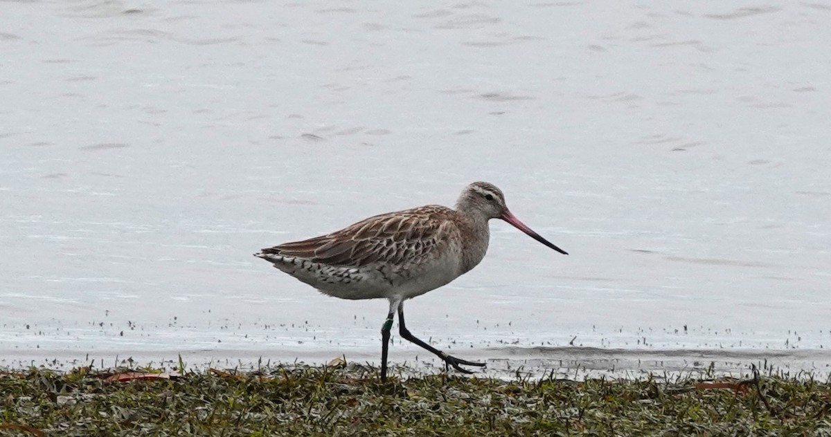 Bar-tailed Godwit - ML616383580