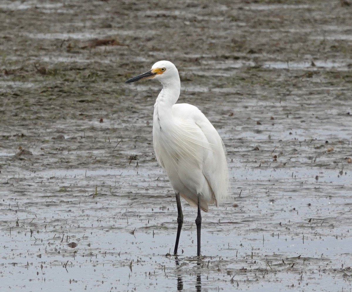 Little Egret - ML616383613