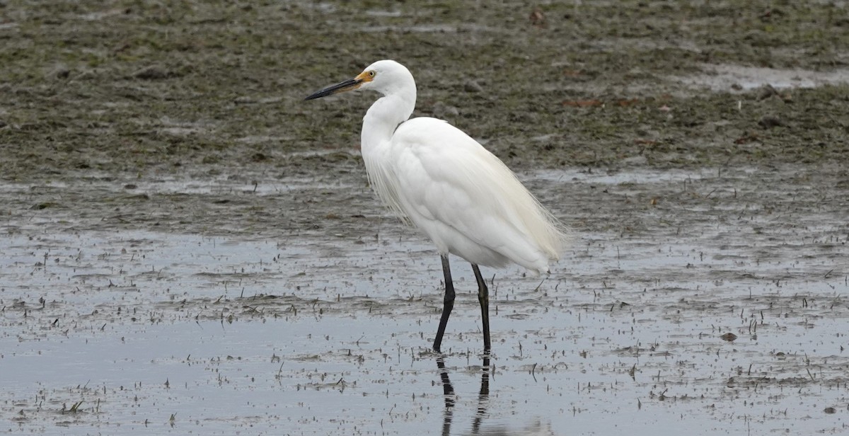 Little Egret - ML616383617