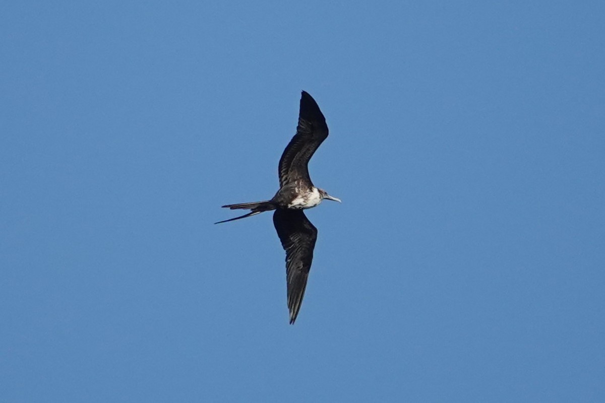 Magnificent Frigatebird - ML616383671