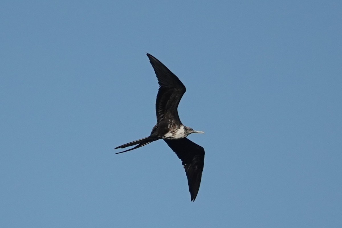 Magnificent Frigatebird - ML616383672