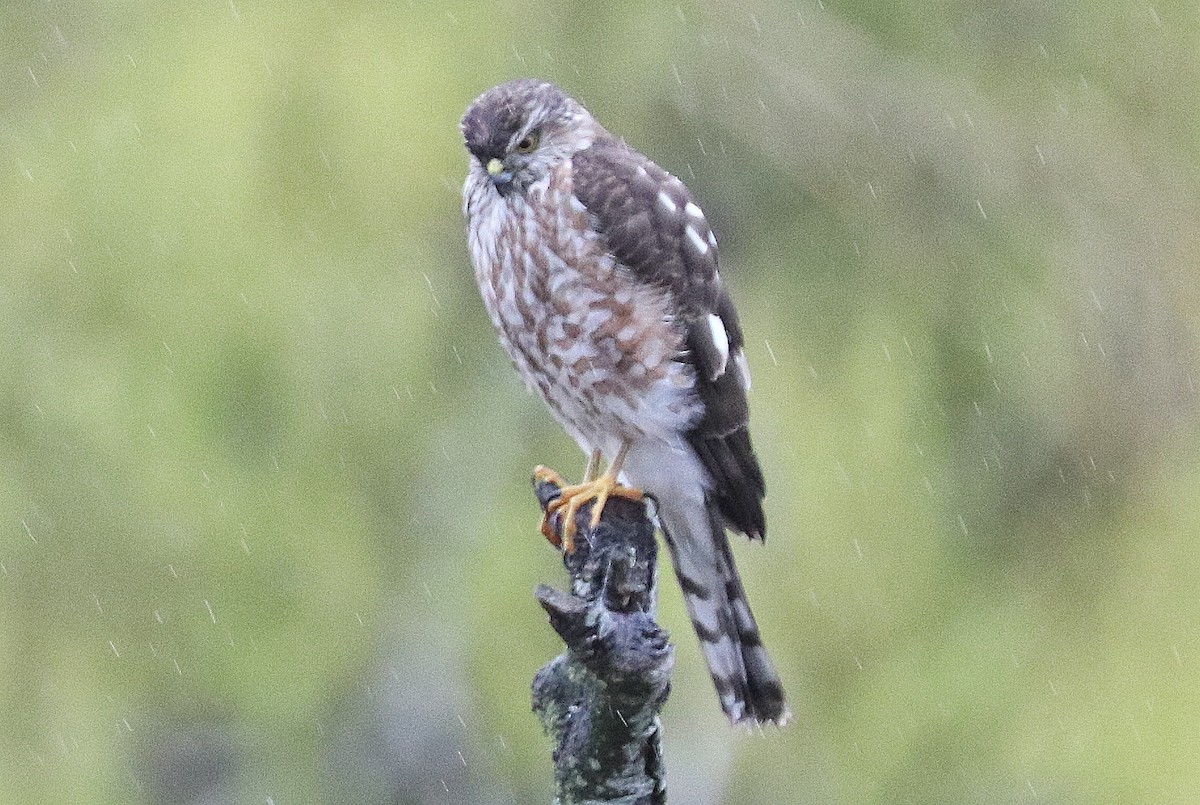 Sharp-shinned Hawk - terrance carr