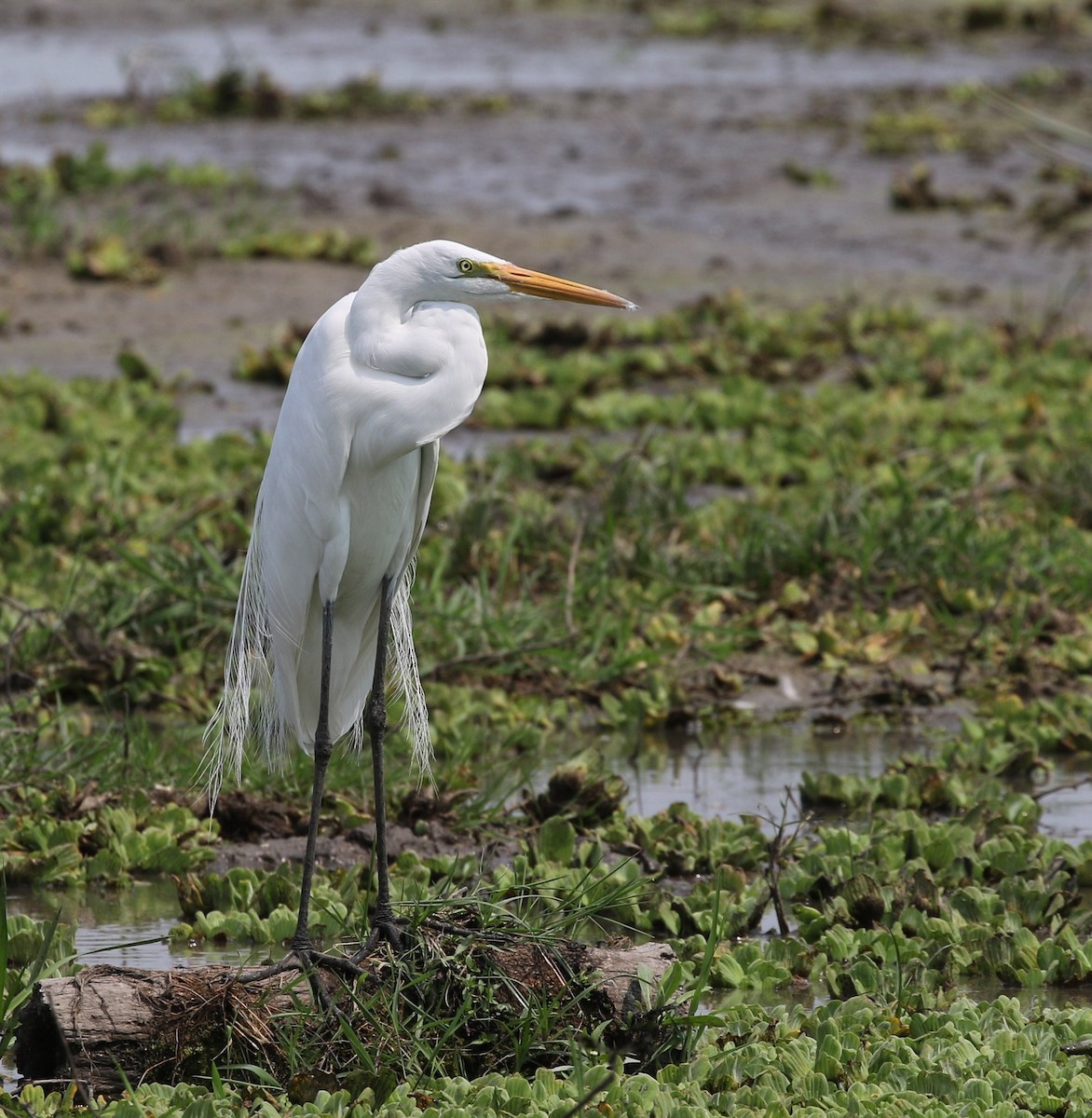 Great Egret - Richard Greenhalgh