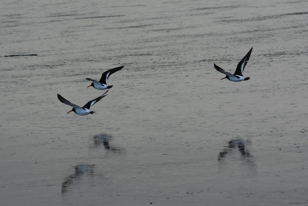 South Island Oystercatcher - Dan Bormann