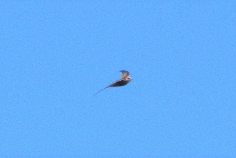 Pallid Swift - ML616384252