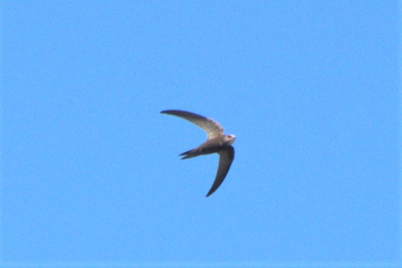 Pallid Swift - ML616384269