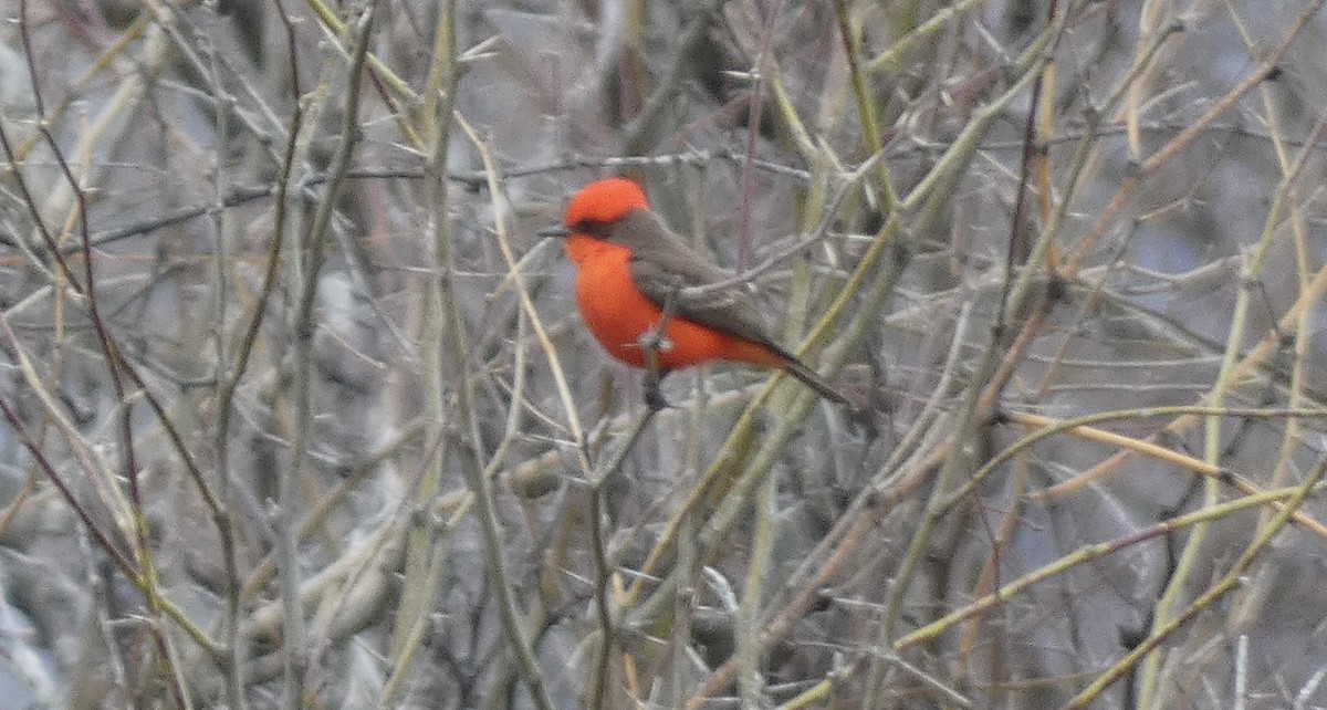 Vermilion Flycatcher - Ken Villebro