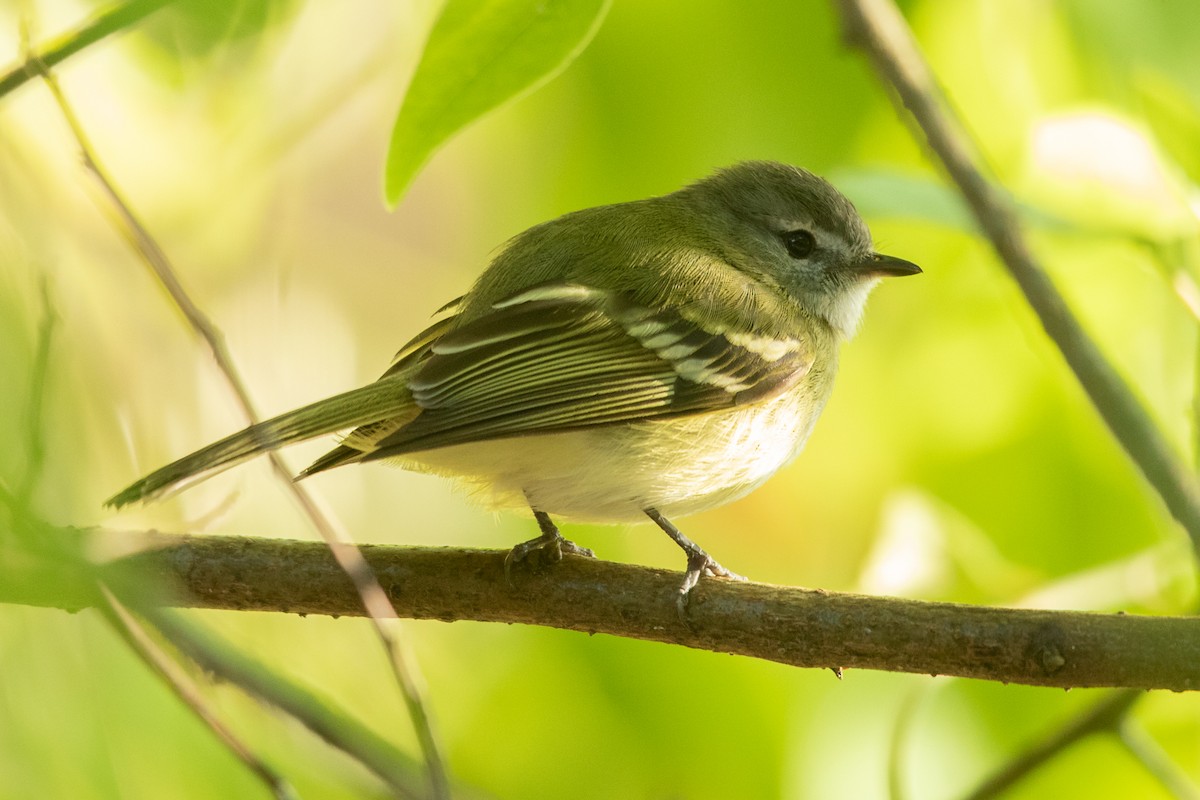 Sclater's Tyrannulet - ML616384338