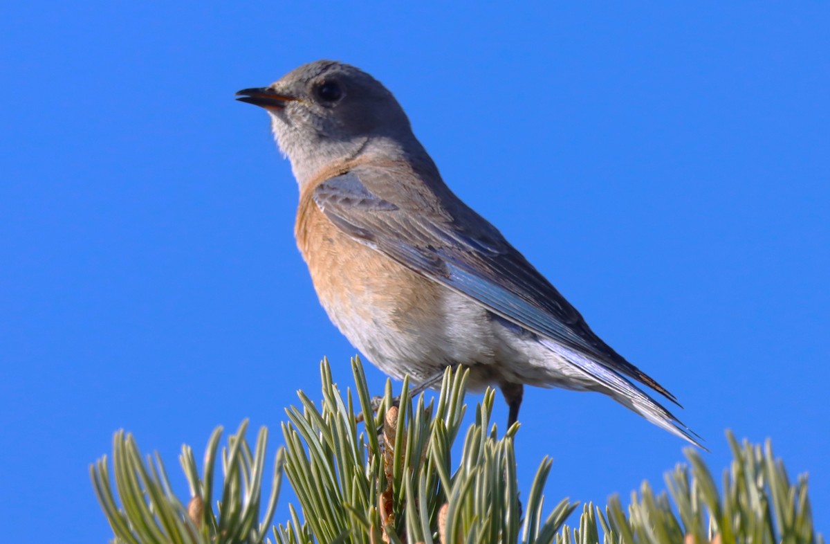 Western Bluebird - Aldo Bertucci