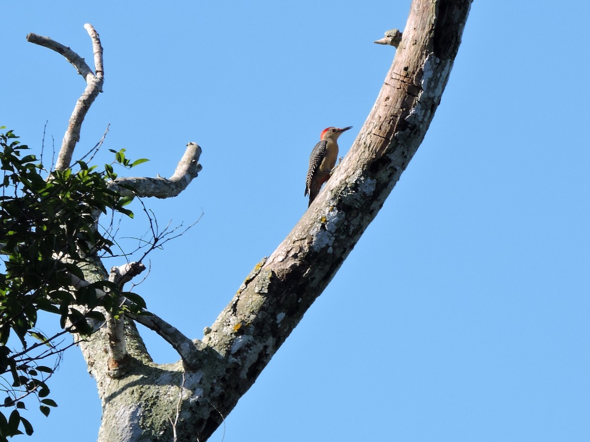 Golden-fronted Woodpecker (Velasquez's) - ML616384387