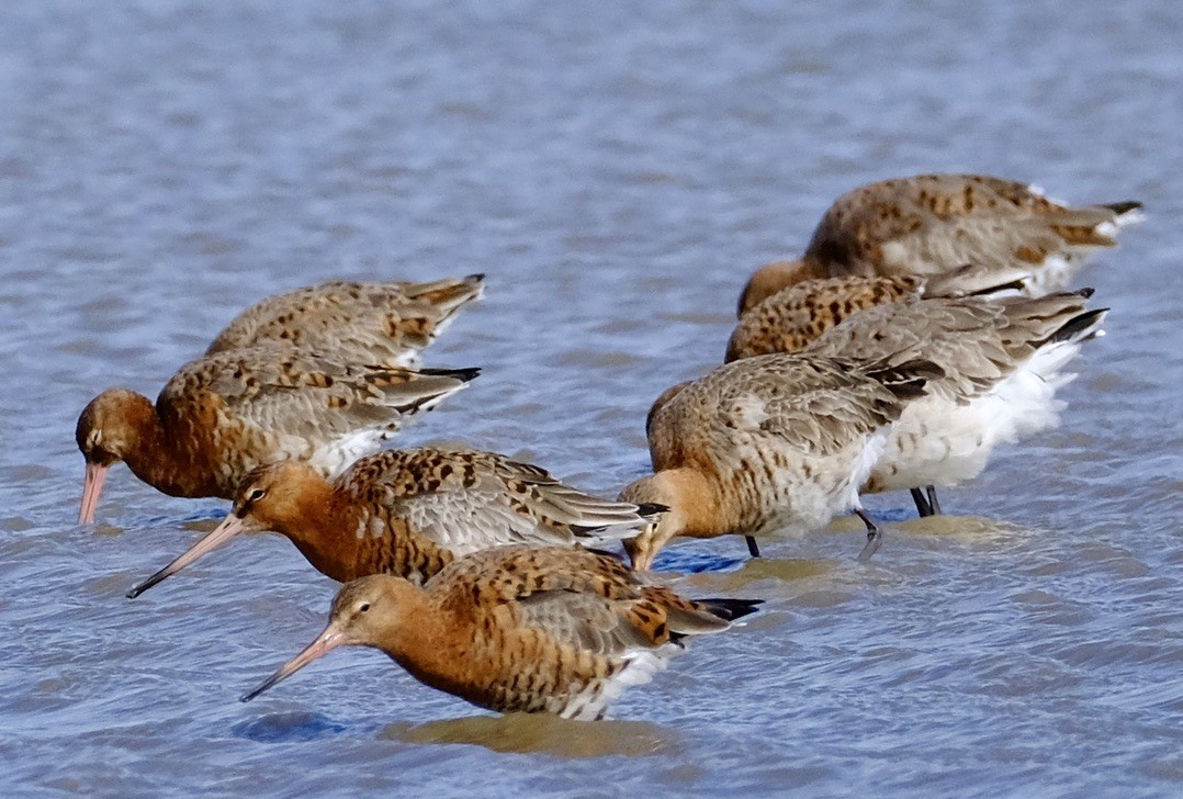 Black-tailed Godwit - Mike Martin