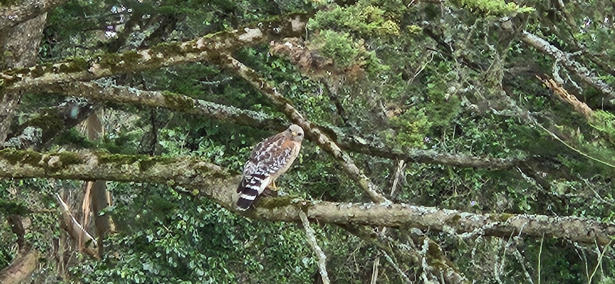 Red-shouldered Hawk - lee rudin