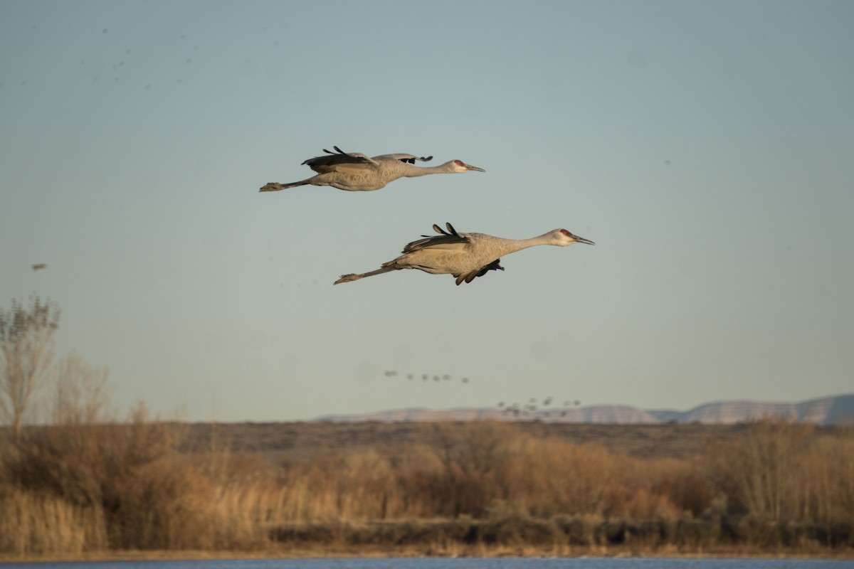 Sandhill Crane - Joey Negreann