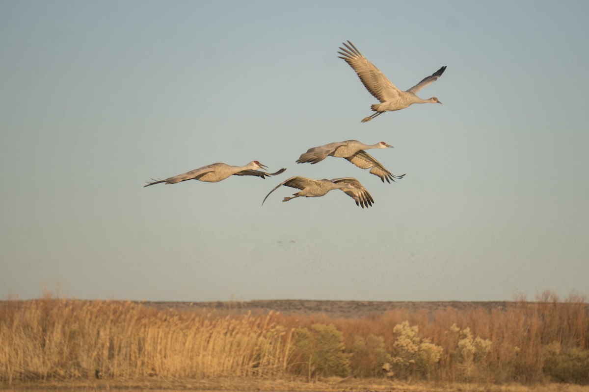 Sandhill Crane - Joey Negreann