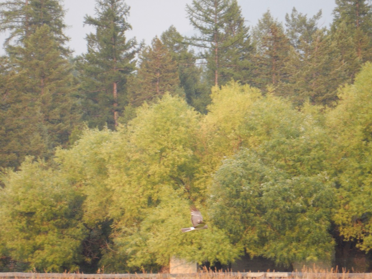 Northern Harrier - Scott Freeman