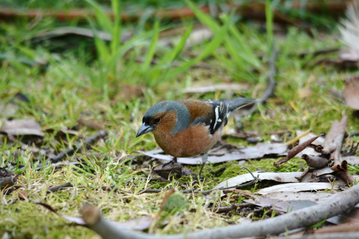 Common Chaffinch - ML616384509