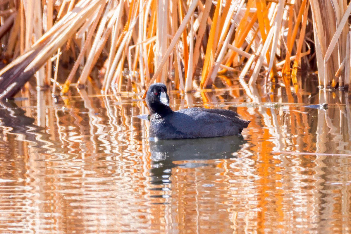 American Coot - ML616384514