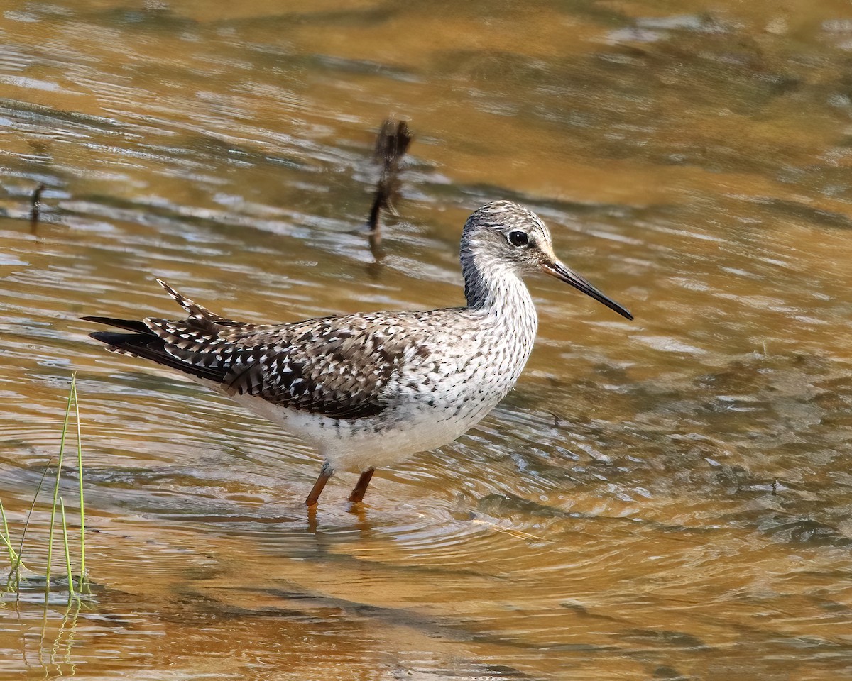 Lesser Yellowlegs - ML616384520