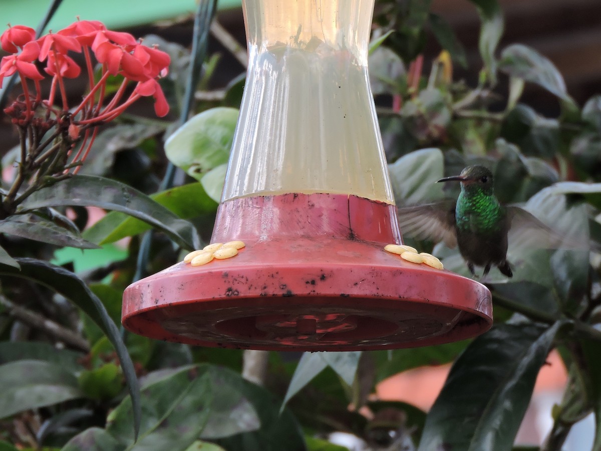 Rufous-tailed Hummingbird - ML616384523