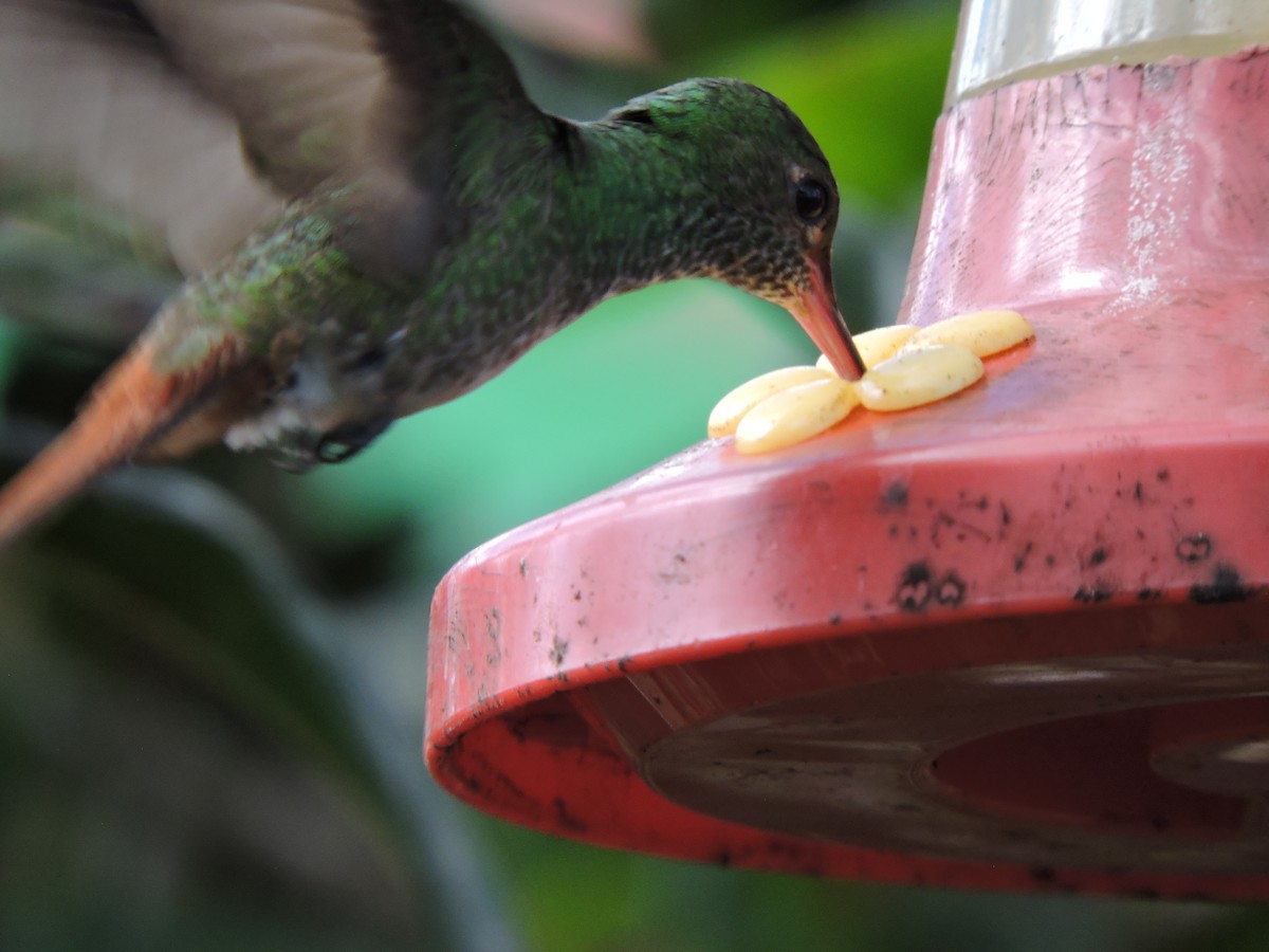 Rufous-tailed Hummingbird - ML616384526